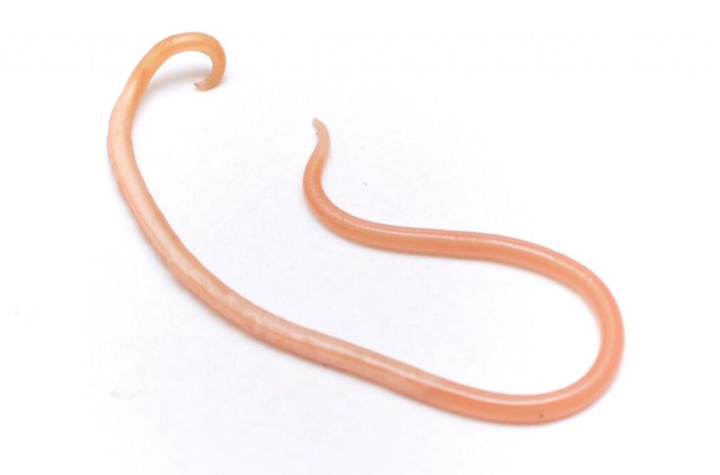 Ascaris è uno dei vermi più popolari