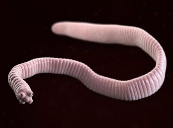 Tabbell nano