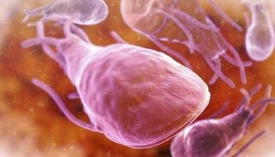 Quali sono i parassiti nel fegato di una persona