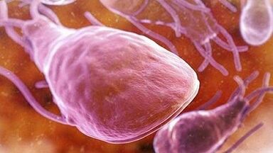 Quali parassiti possono vivere nel corpo umano