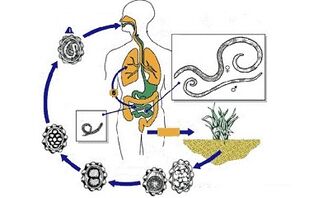 il ciclo di sviluppo dei parassiti nel corpo