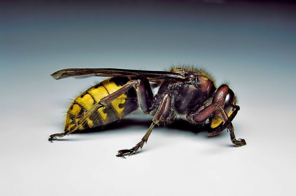 gli insetti possono infettare gli esseri umani con i parassiti